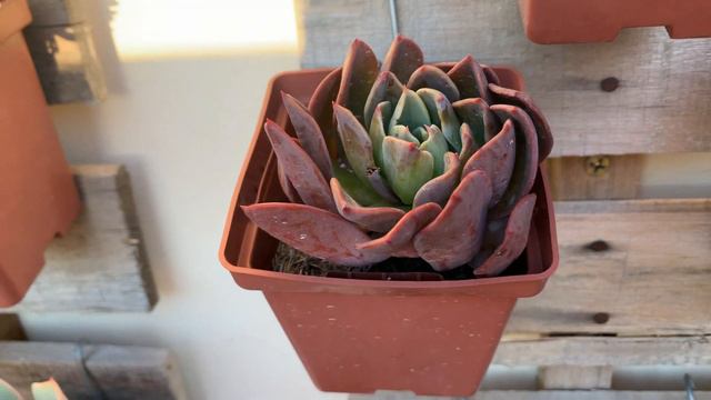 COMO ESTÃO MINHAS SUCULENTAS NO JARDIM VERTICAL ? - SUCU LOVERS смотреть онлайн