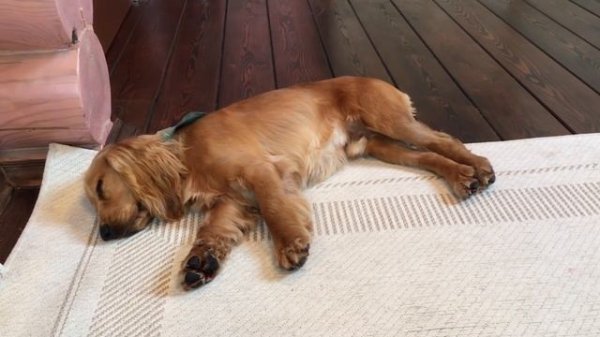 СТРИЖКА КОКЕР СПАНИЕЛЯ