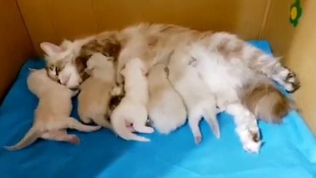 Котятам 12 дней. Мы открыли глазки. смотреть онлайн
