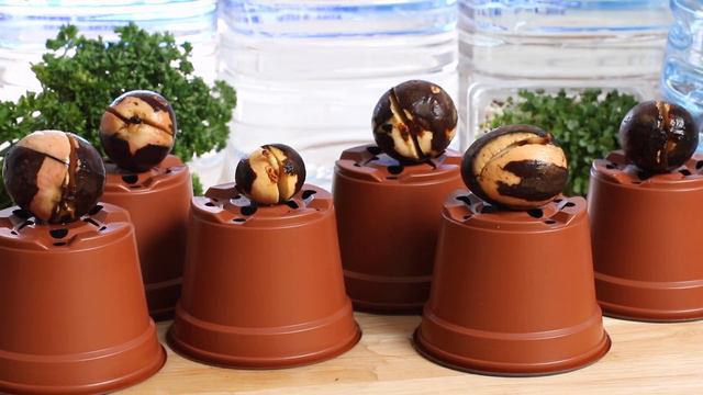 Grow avocado plants new BEST METHOD . crack every time. смотреть онлайн