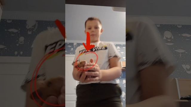 Как ухаживать за хомяками смотреть онлайн