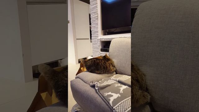 Feline hyperesthesia syndrome - zespół falującej skóry part 2 смотреть онлайн