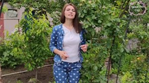 Почему не цветут розы? 7 возможных причин