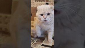 the cat in Saint Petersburg😺