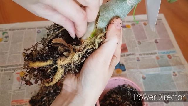 Адениум сам борется с гнилью! смотреть онлайн