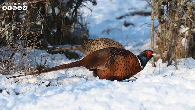 Красивая расслабляющая музыка • Спокойная фортепианная музыка ? Yспокаивающая музыка для нервов #10 смотреть онлайн