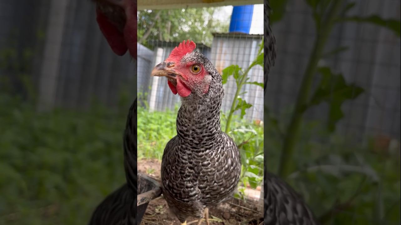 Утречко на даче #shorts