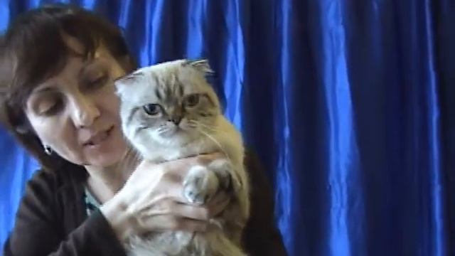 Питомник кошек Кити Лав смотреть онлайн