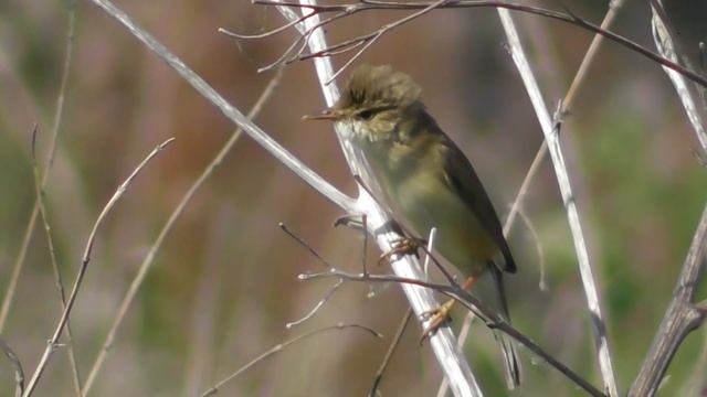 Болотная камышовка. Песня болотной камышовки ( Acrocephalus palustris ) смотреть онлайн