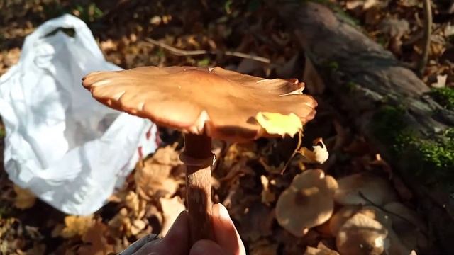 Опята крымские, старые смотреть онлайн