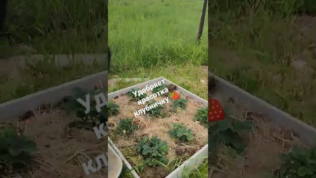 удобряем клубнику золой #зола#клубника#дача #деревня #белгород смотреть онлайн