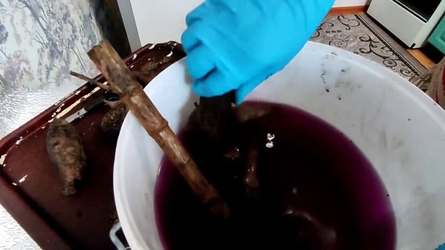 Готовлю клубни ГЕОРГИН к проращиванию после зимовки. смотреть онлайн