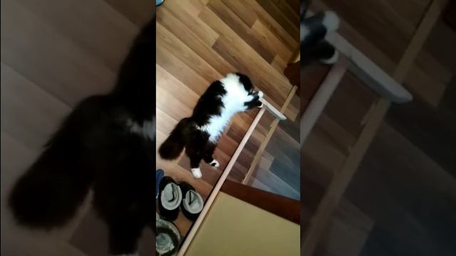 Все кошки от ЭТОГО без ума!!! смотреть онлайн