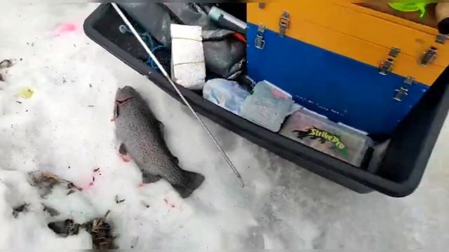 23 января 2023 г. смотреть онлайн