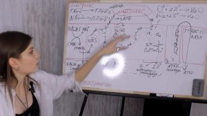 Метаболизм. Биологическое окисление. Цепь переноса электронов