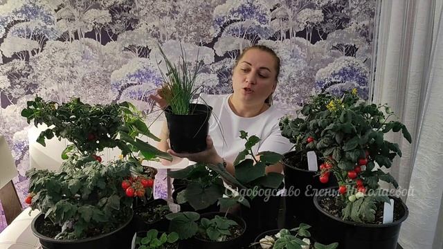 СРОЧНО ПОСЕЙТЕ ЭТО В НОЯБРЕ, ЛЕНИВЫЙ ДОМАШНИЙ ОГОРОД ДЛЯ ЗИМНЕГО УРОЖАЯ смотреть онлайн