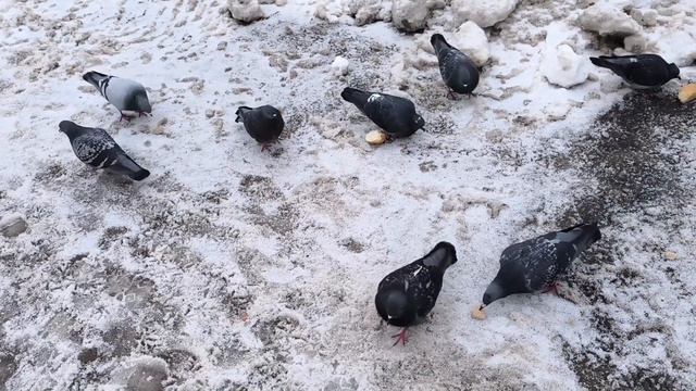 Покормите голубей и птиц в холодные и снежные зимние дни . Доброта спасёт мир. смотреть онлайн