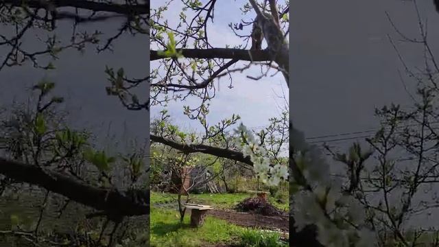 Результат прививки шарафуга на сливу, спустя год.