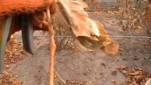 Обрезка винограда второй год (2 год). Как обрезать виноград