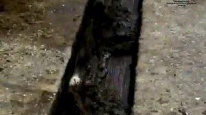 СМСЗ Транспортеры навозоуборочные