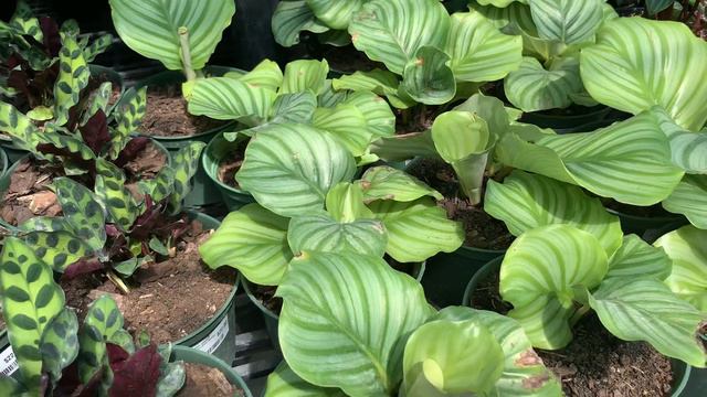 Plant Shopping! смотреть онлайн