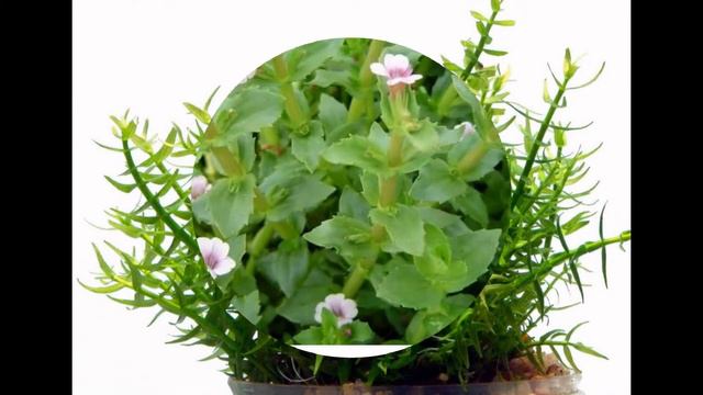 АВРАН (GRATIOLA) сем. Норичниковые смотреть онлайн