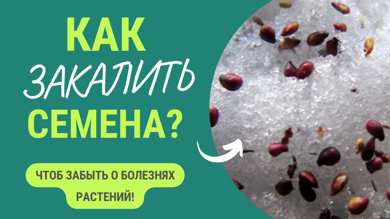 Если закалить семена, то вы забудете о болезнях растений. Как правильно закаливать_ смотреть онлайн