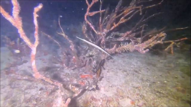 Diving Maldives - Pearls in the Indian Ocean смотреть онлайн