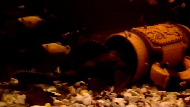 #Аквариум#Парчовый сом#Содержание#Кормление#Совместимость#Описание#Внешний вид# ! смотреть онлайн