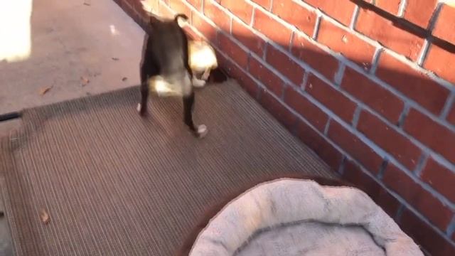 Домашняя лиса фенек охраняет дом от кота смотреть онлайн