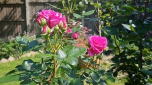 Claire Marshall Rose (Purple Pink Shrub Rose)