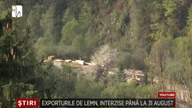 Exporturile de bustean, cherestea si lemn de foc, interzise pana la 31 august смотреть онлайн