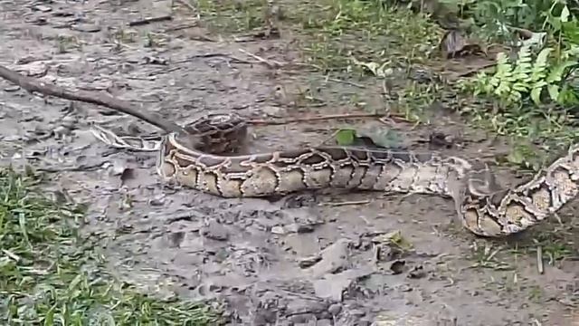 Python Handler Becomes Victim To Snake Attack смотреть онлайн
