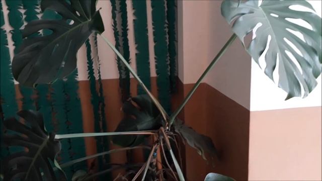 Монстера. Особенности выращивания и ухода