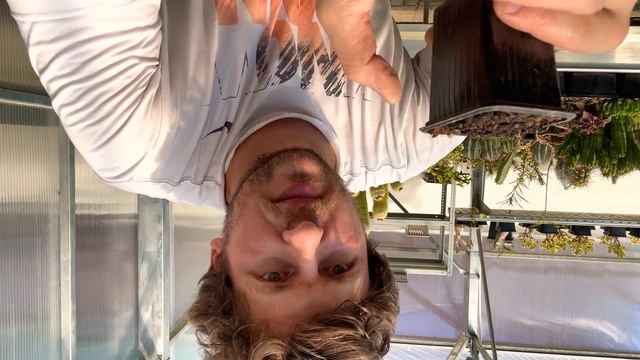 Размножение суккулентов черенками. Суккуленты из черенка и листа. Как быстро укоренить черенок. смотреть онлайн