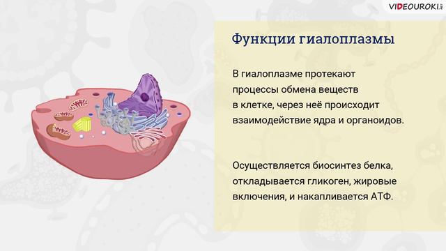 17. Клет. теория. Многообраз. клеток. Строение клеток эукариот смотреть онлайн