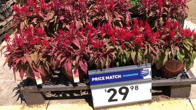 Шоппинг во время карантина смотреть онлайн