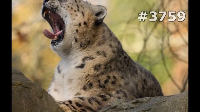 #3759. Снежный барс (ирбис) (В мире животных) смотреть онлайн