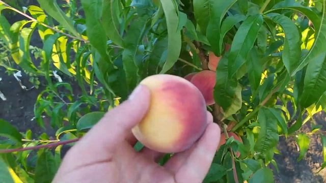 сорт персика "Кондор", живці в наявності. смотреть онлайн