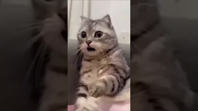 Самые Смешные Котики #funny #смех #beautiful #cat #cute #top #тренды #animals #cats смотреть онлайн