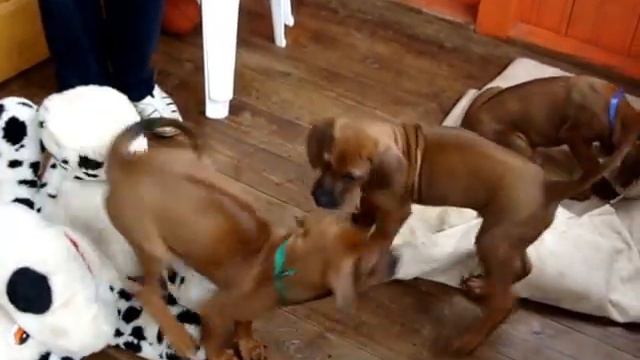 Щенки родезийского риджбека смотреть онлайн