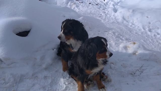 Большая Горная собака смотреть онлайн