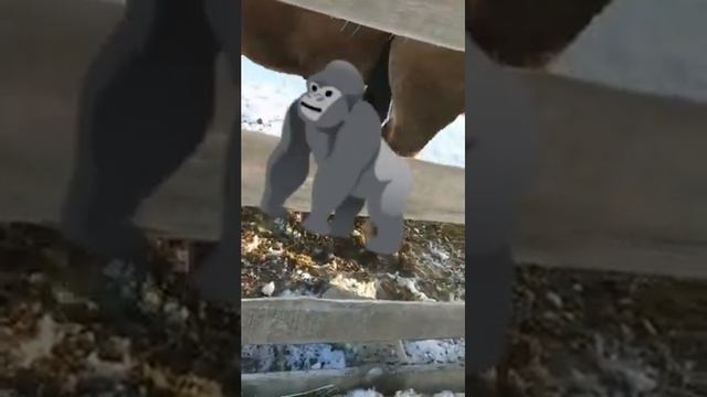 #Прогулкажеребца#Жеребец Шархан в деле с Мальвиной смотреть онлайн