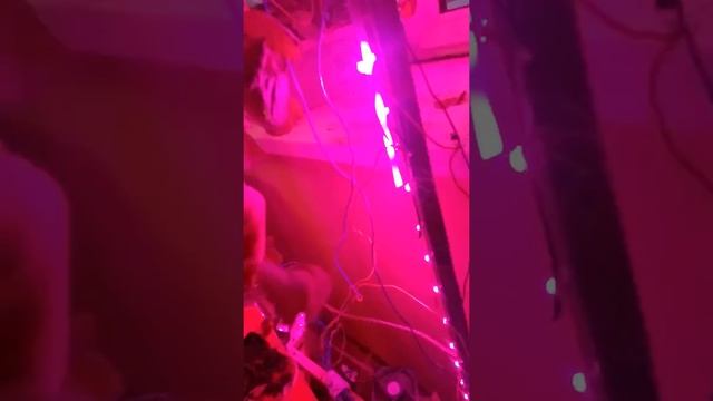 выращивание клубники дома 2 смотреть онлайн