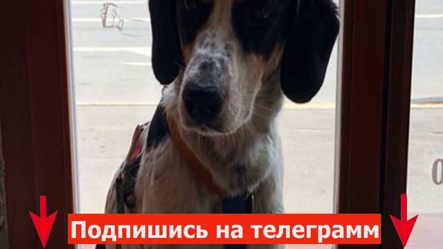 Хозяева принесли щенка на усыпление, но доктор отказался, когда узнал причину этого смотреть онлайн