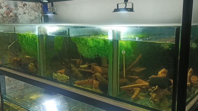 Первый нерест L 181сомов