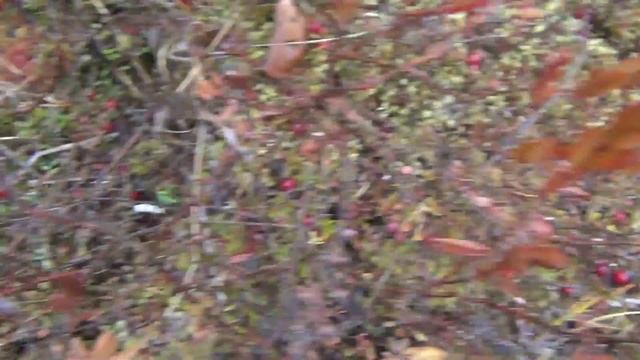 Как собирать клюкву. Клюква. cranberries. Сбор совком и быстрая переборка клюквы. смотреть онлайн