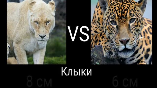 белая львица против ягуара - кто сильнее? смотреть онлайн