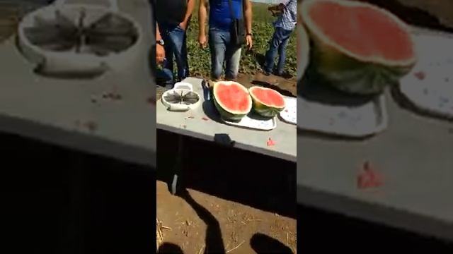 Арбуз 9953 F1 - День поля по арбузам. Август 2017 - Ростовская область смотреть онлайн
