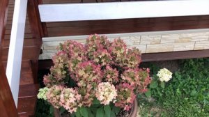 НЕОБЫЧНАЯ МЕТЕЛЬЧАТАЯ ГОРТЕНЗИЯ. Гортензия ПАНФЛОРА. КРАСИВАЯ, РЕДКАЯ С АРОМАТОМ ВАНИЛИ. РЕКОМЕНДУЮ